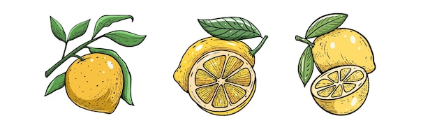 A drawing of a lemon with the word lemon on it