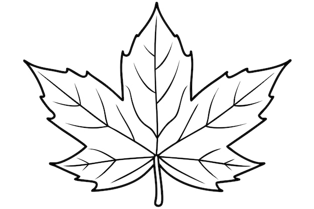 a drawing of a maple leaf with a white background that says maple