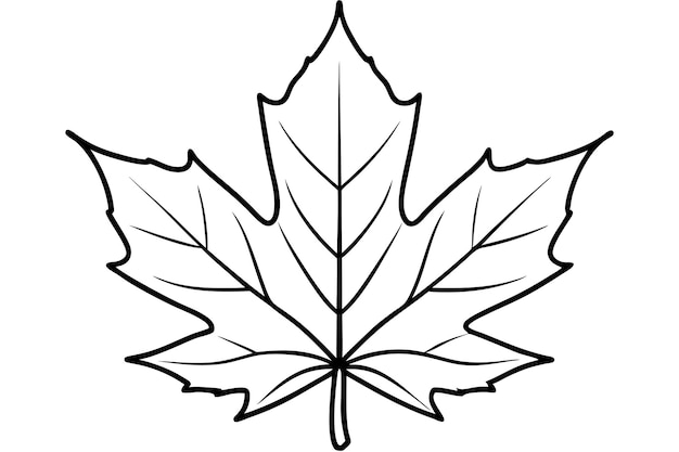 a drawing of a maple leaf with a white background that says maple