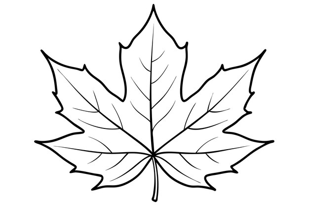 Vector a drawing of a maple leaf with a white background that says maple