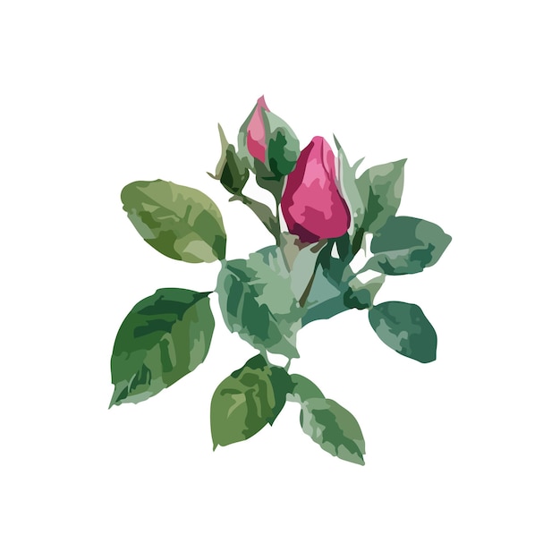 Vector a drawing of a pink rose with green leaves and pink leaves