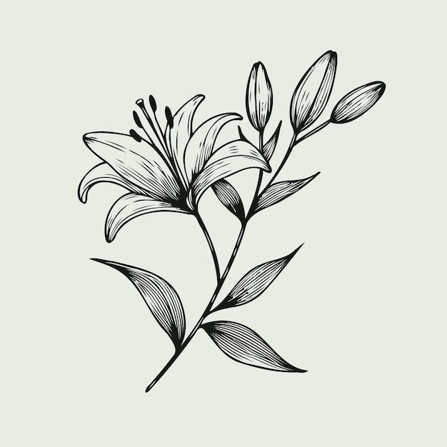 a drawing of a plant with leaves and flowers