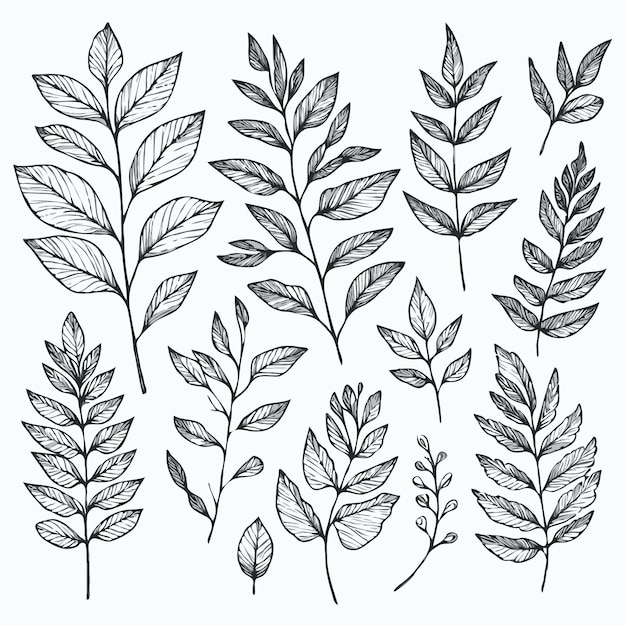 Vector a drawing of plants with different designs of leaves and leaves