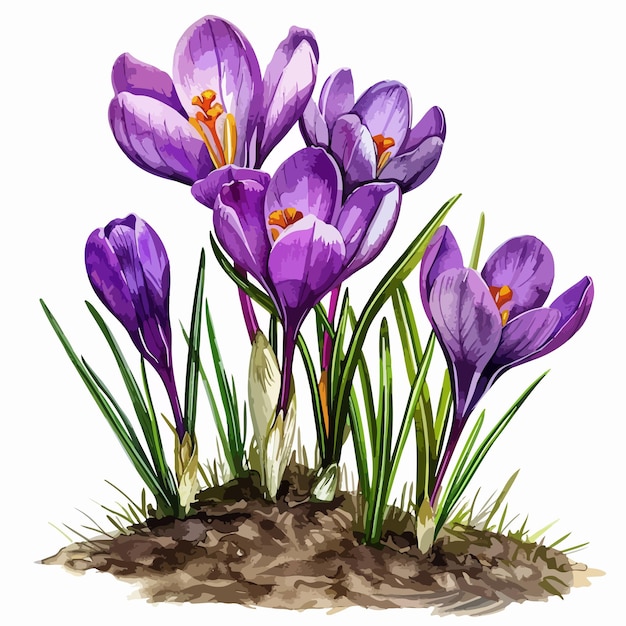 Vector a drawing of purple crocus flowers in a garden