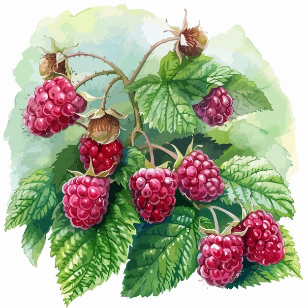 Vector a drawing of raspberries and leaves with a watercolor background