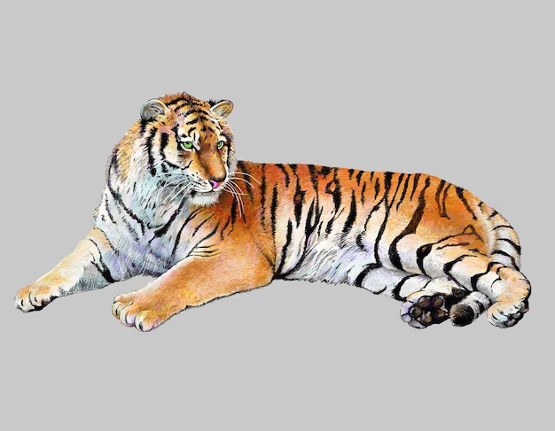 Drawing realistic illustration of tiger