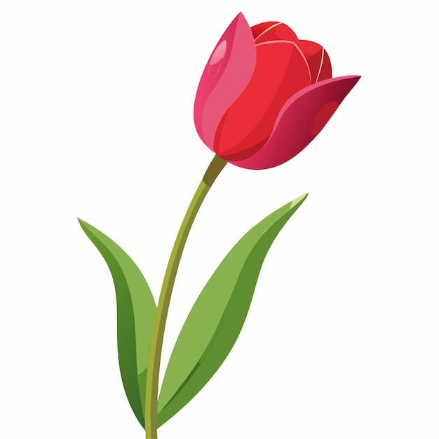 Vector a drawing of a red tulip with a green stem