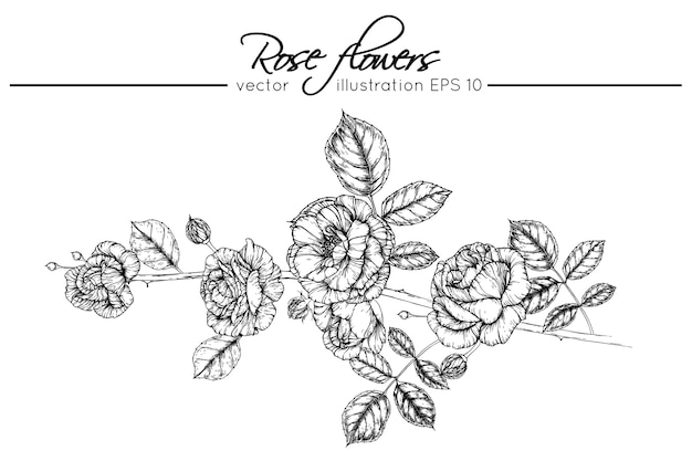 Drawing rose flowers 