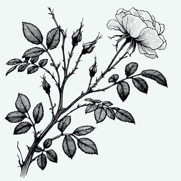 Vector a drawing of a rose with leaves and flowers