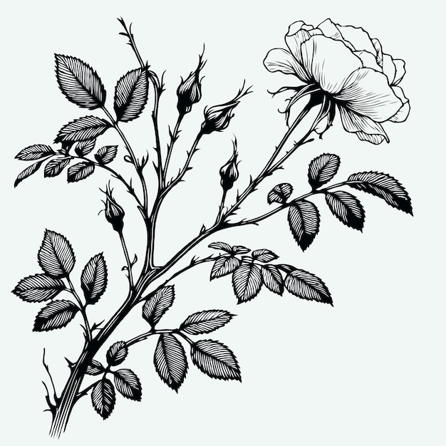 Vector a drawing of a rose with leaves and flowers