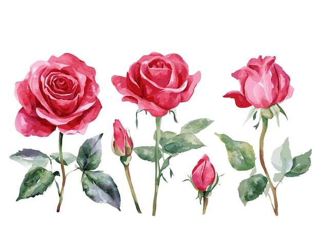 a drawing of roses with one that says rose