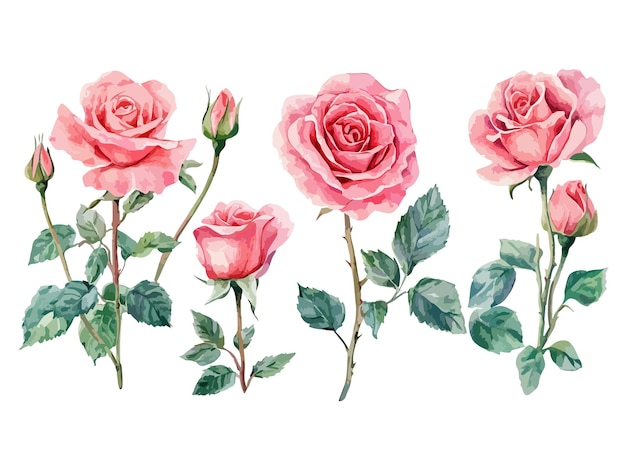 Vector a drawing of roses with the words rose on it