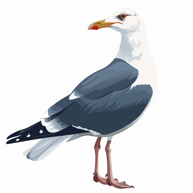 Vector a drawing of a seagull with a white beak and a black beak