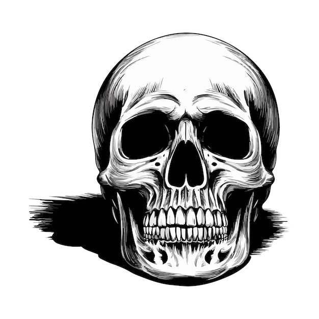 Vector a drawing of a skull vector art ilustration design