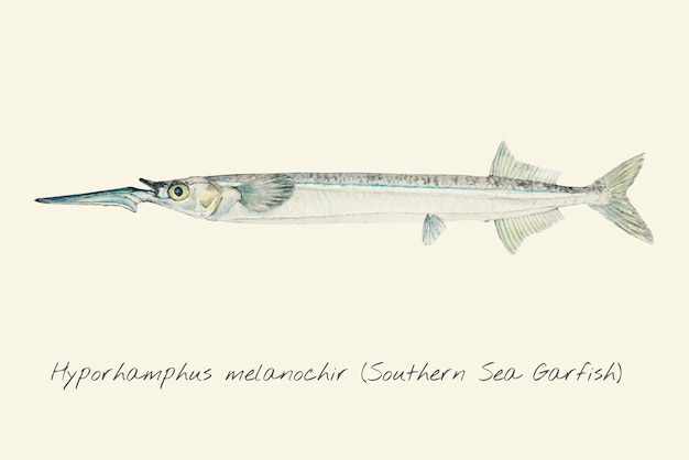 Drawing of a Southern Sea Garfish