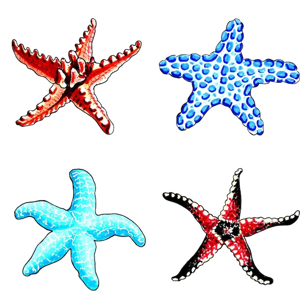 A drawing of starfish with the word star on it