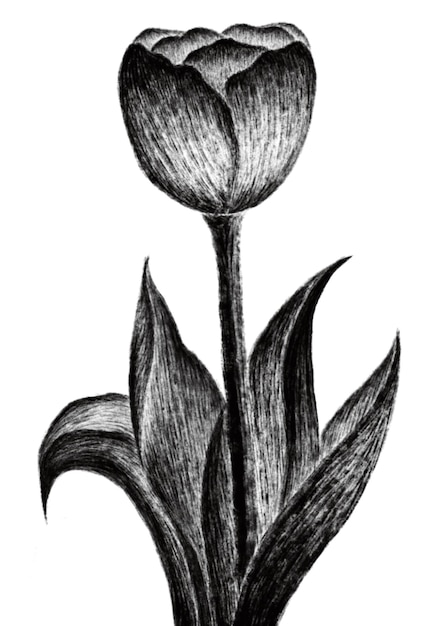 A drawing of a tulip on a white background.