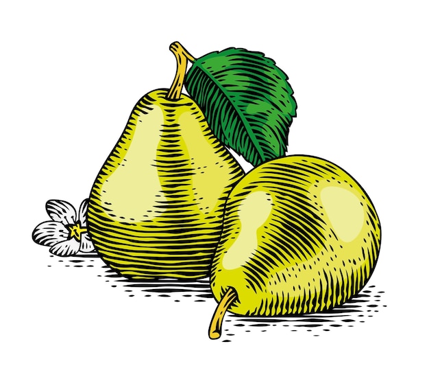 Drawing of two yellow pears with leaves and flower