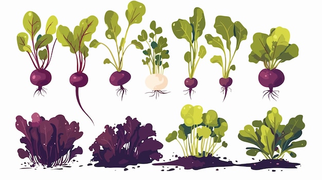 Vector a drawing of vegetables including radishes radishes radishes and radishes