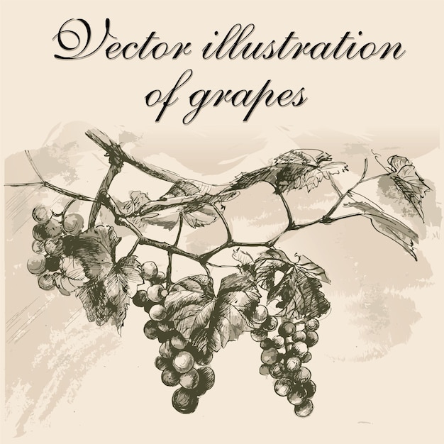 Vector drawing of a vine branch in black ink on a watercolor background