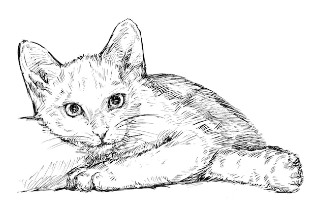 Drawing of the white cat hand draw