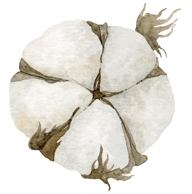 A drawing of a white onion with the word " on it "