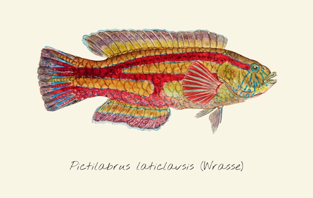 Drawing of a Wrasse