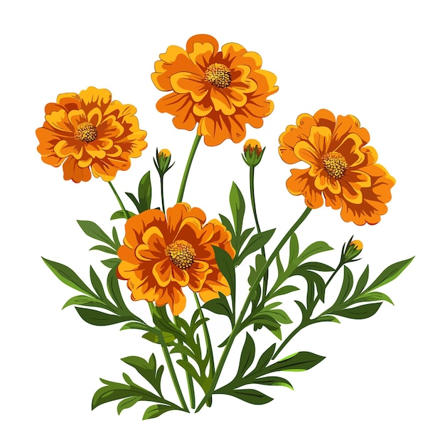 a drawing of yellow flowers with the name quot marigold quot on it