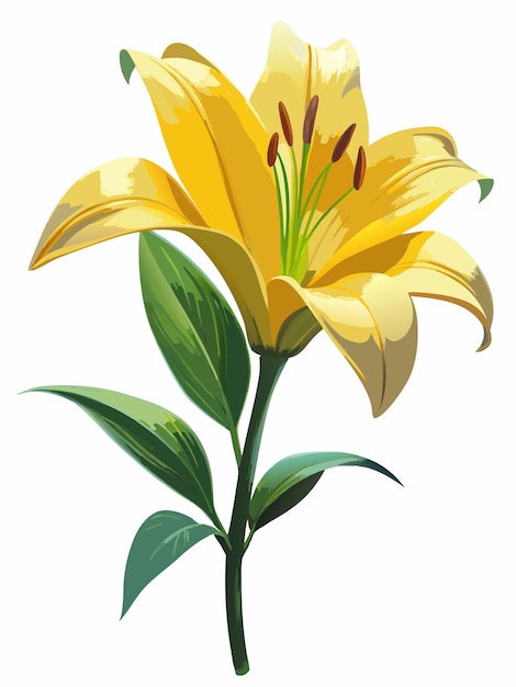 Vector a drawing of a yellow lily with the green leaves