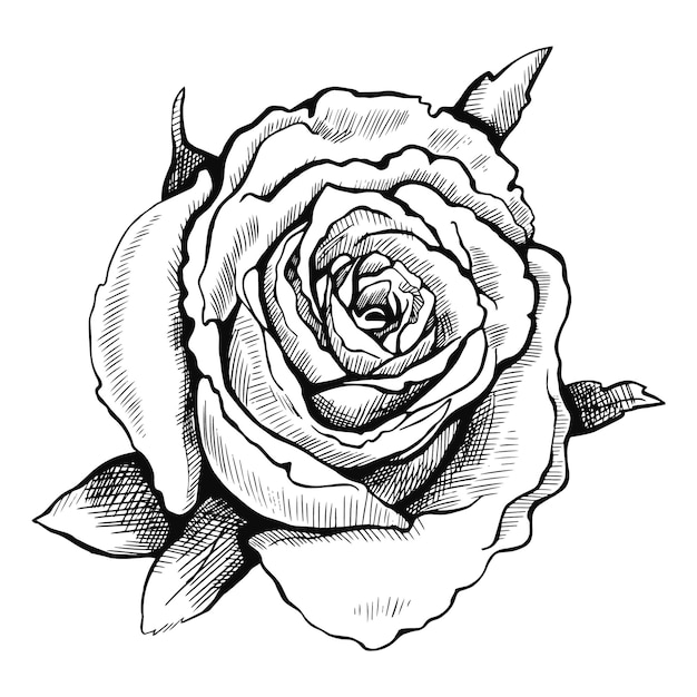 Drawn graphic rose Vector illustration isolated on white background