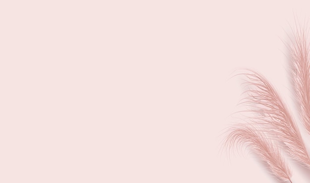 Dried natural pampas grass on pink background