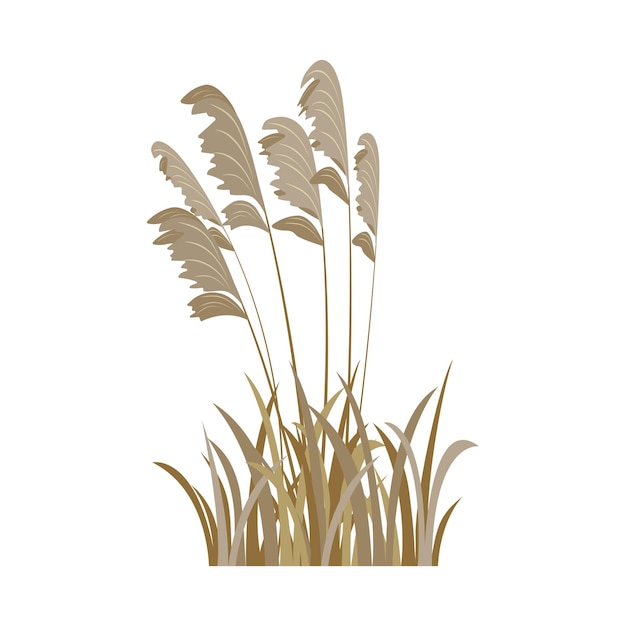 Vector dried reed in brown grass isolated on white