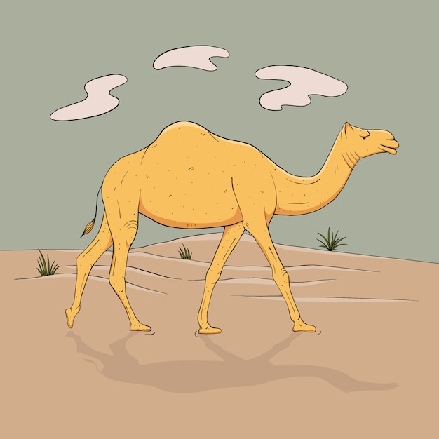 Dromedary, one-humped camel in full growth goes in desert, sketch   graphics color picture