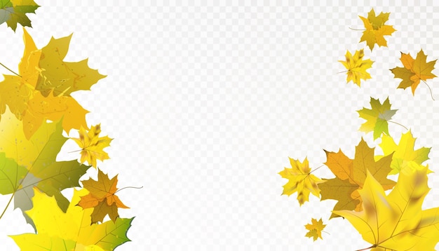 Vector dry autumn canadian maple leaves fall swirling on a transparent background vector