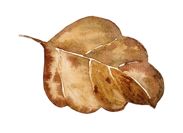 Dry leaf painted with watercolor Isolated