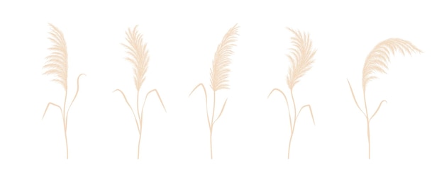 Dry pampas grass collection Set of cortaderia in boho style