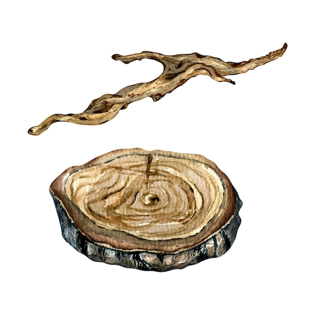 Dry wood and round stand watercolor illustration isolated on white Dry branch wooden platform