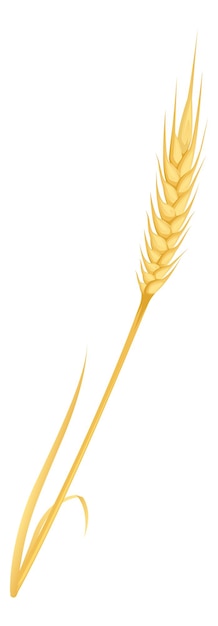 Dry yellow wheat Harvest crop cartoon plant isolated on white background