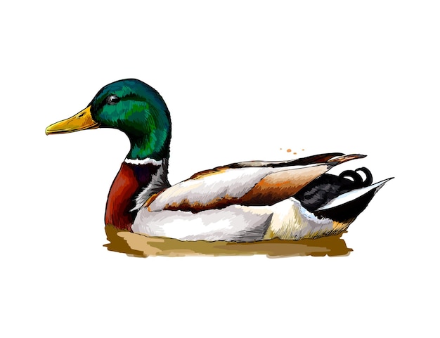 Duck from a splash of watercolor.