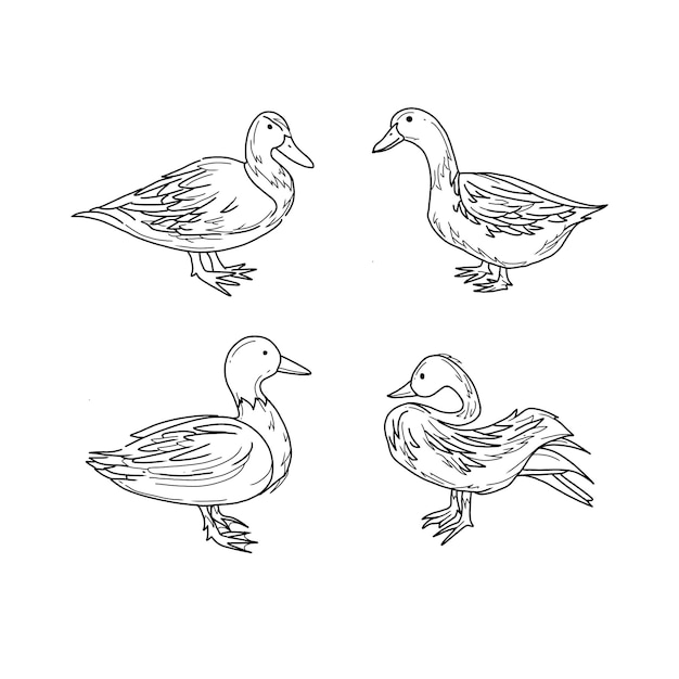 duck handrawn doodle illustrations vector set