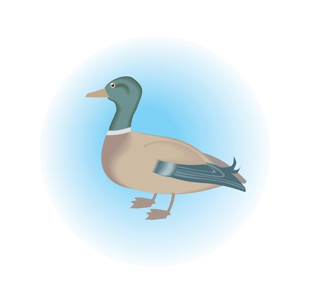 Vector a duck is standing in a circle with a blue background