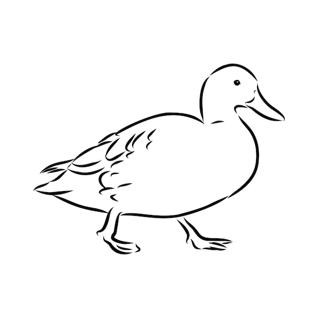 Duck isolated Vector sketch Hand drawn illustration black on white background