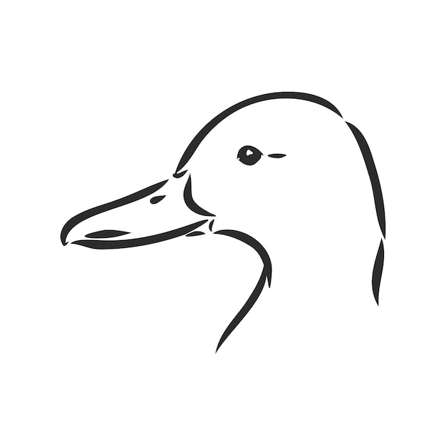 Duck sketch vector illustrationisolated on white backgroundanimals top view duck vector