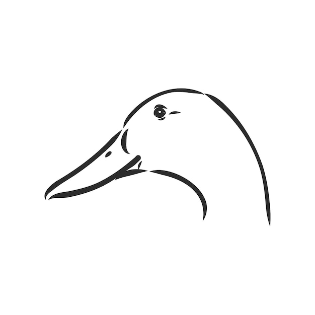 Duck sketch vector illustrationisolated on white backgroundanimals top view duck