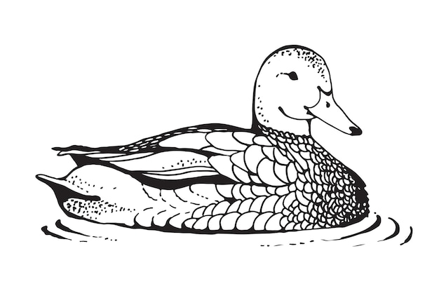 Duck vector drawing in retro engraving style