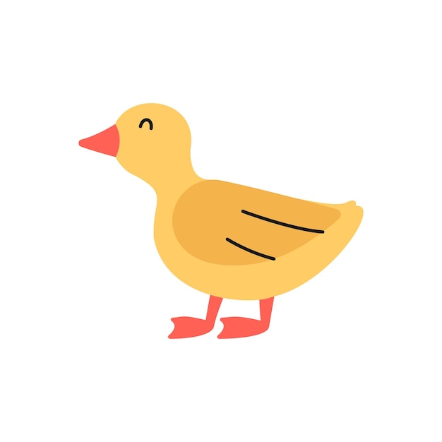 Duckling Illustration