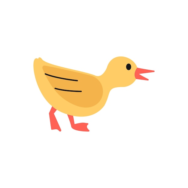 Duckling Illustration