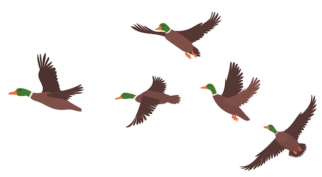 Vector ducks flying flat design isolated vector