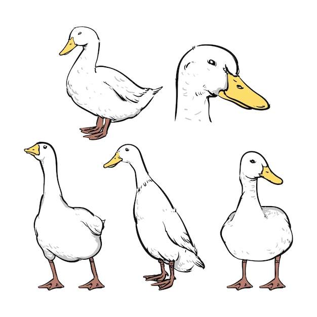 Ducks Vector illustrations set