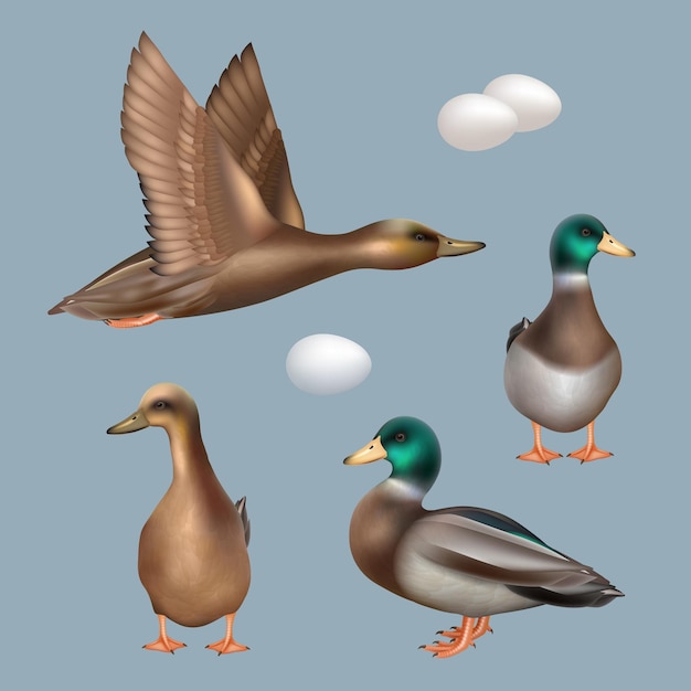 Vector ducks wild birds flying ducks decent vector realistic template